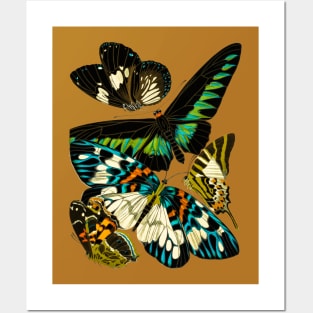 Butterflies Posters and Art